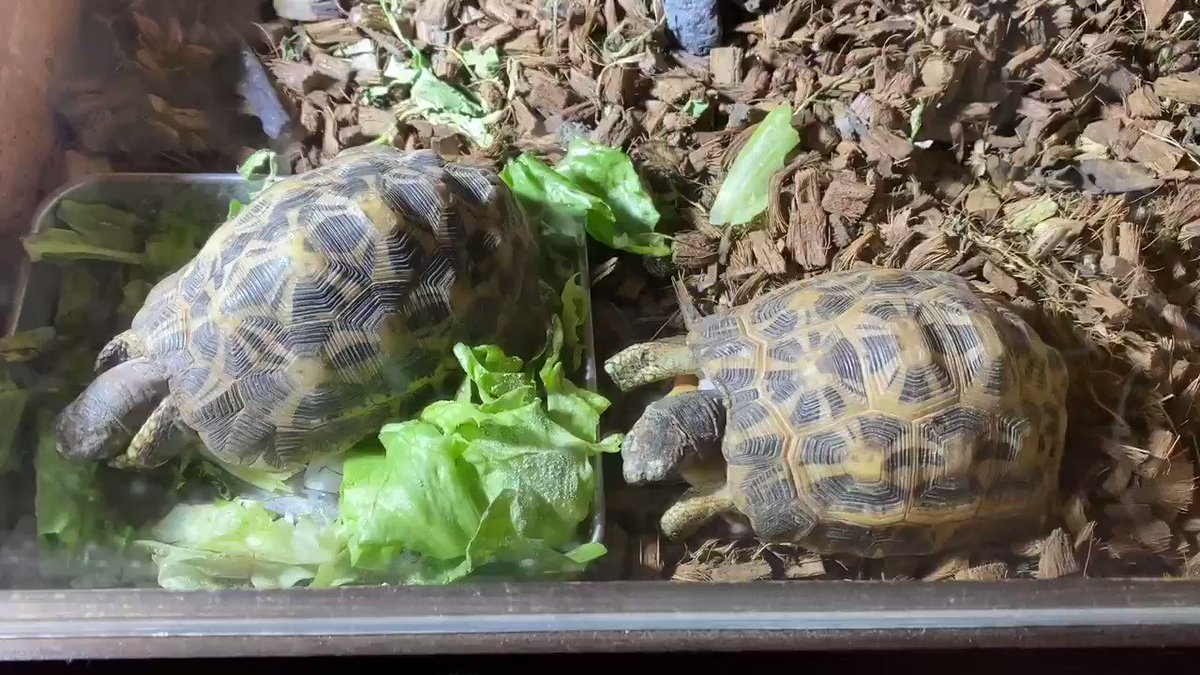 亀仙人 今年も産むかな クモノスガメ ミナミクモノスガメ