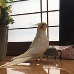 これはすごい!目の前まで来てピタゴラスイッチを歌ってくれる!オカメインコ!？