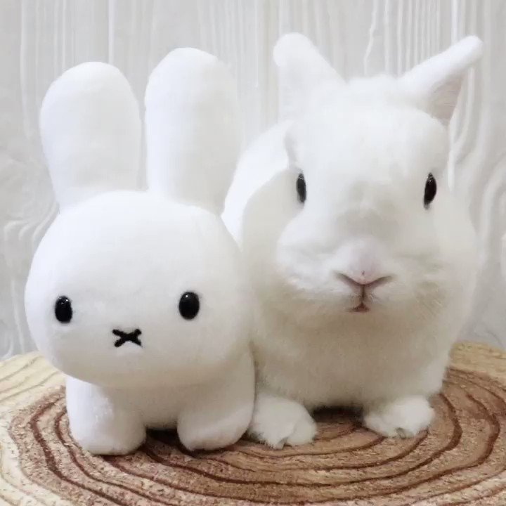 せゆ♡(ぐれーうさぎ) うさぎのしっぽ通販は、『うさぎと暮らす 94号』を全国へお届け