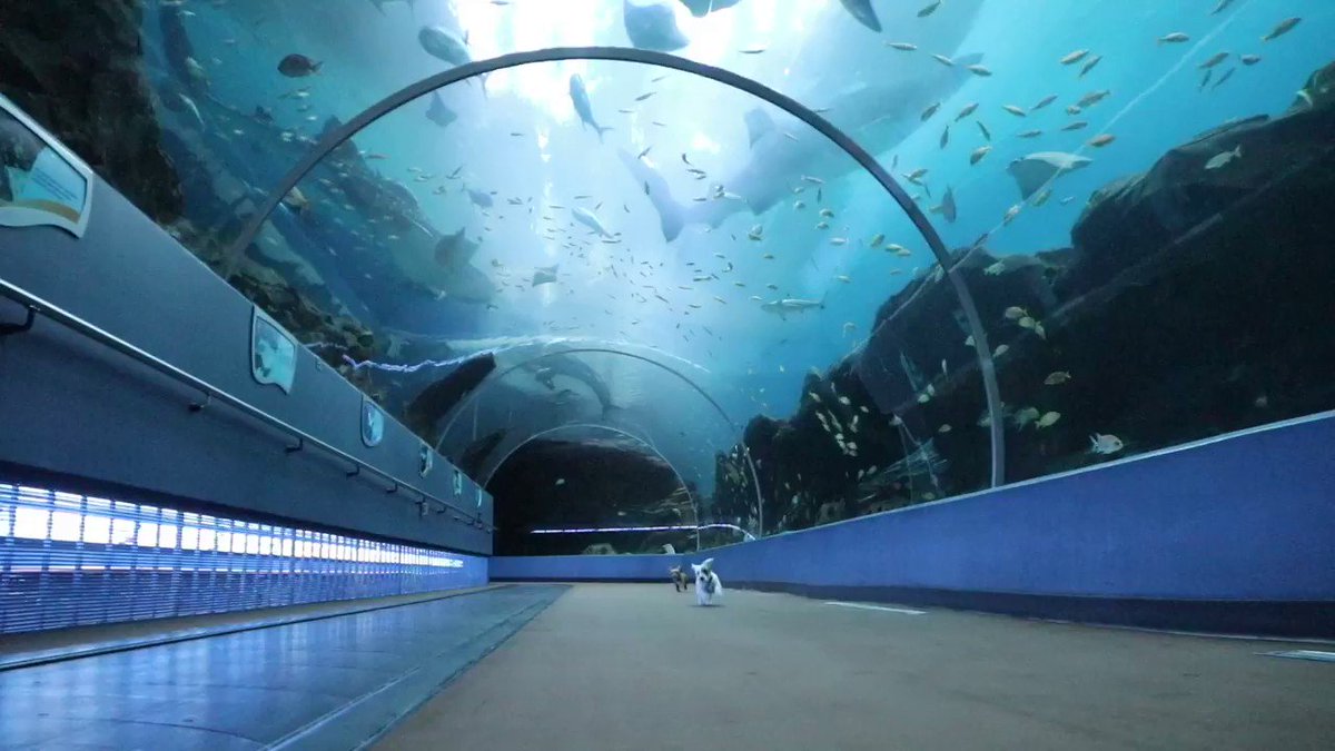 Our puppies just had the best. day. ever.
They got to explore the @GeorgiaAquarium while it is closed to the public. They made all sorts of exciting discoveries and lots of new friends!