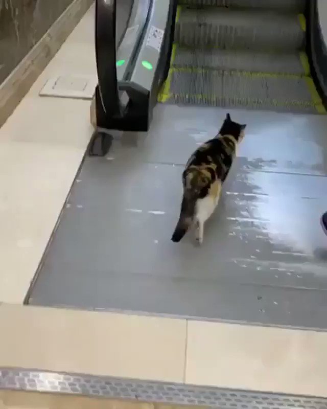 人間よりしっかりしてるかも？マナーを守ってエスカレーターを利用するお利口さんな猫！