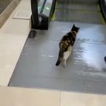 人間よりしっかりしてるかも？マナーを守ってエスカレーターを利用するお利口さんな猫!