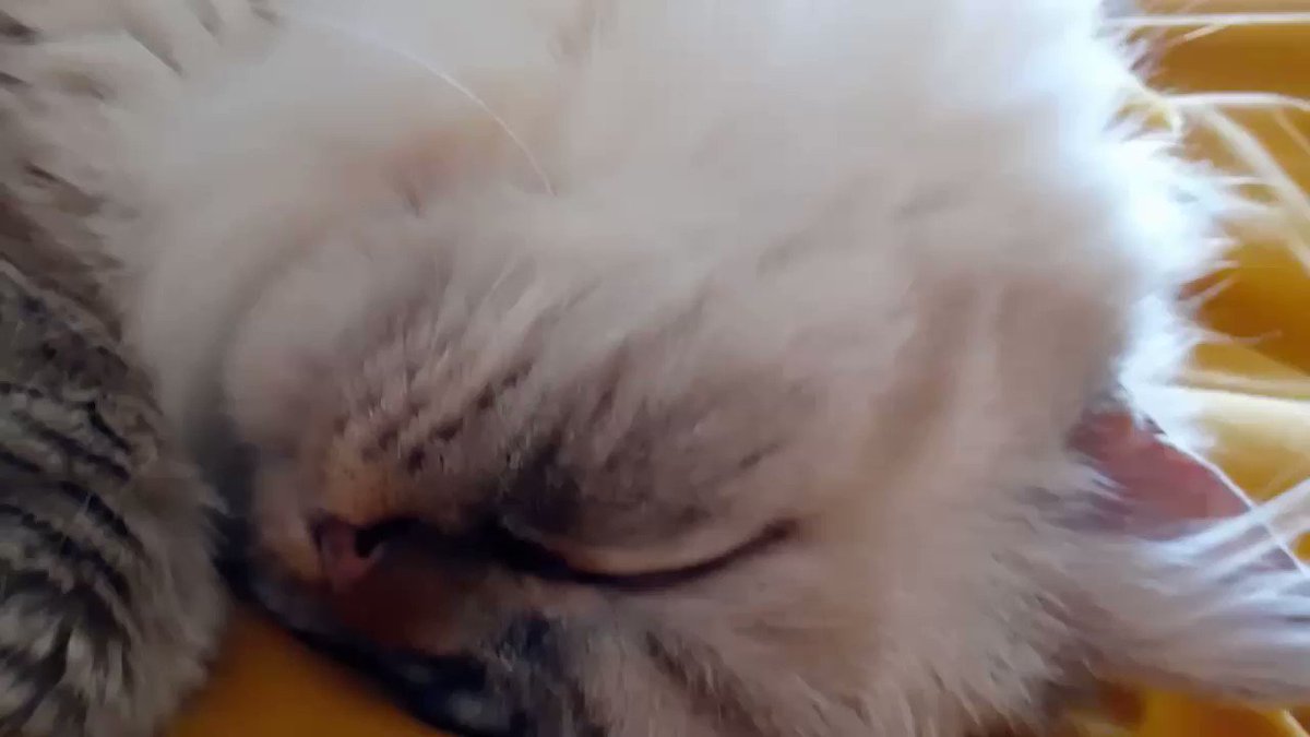 의 미디어: RT @joanne_evans66: Snoring kitty xx https://t.co/h6jfw7QyzU 의 미디어: RT @joanne_evans66: Snoring kitty xx https://t.co/h6jfw7QyzU