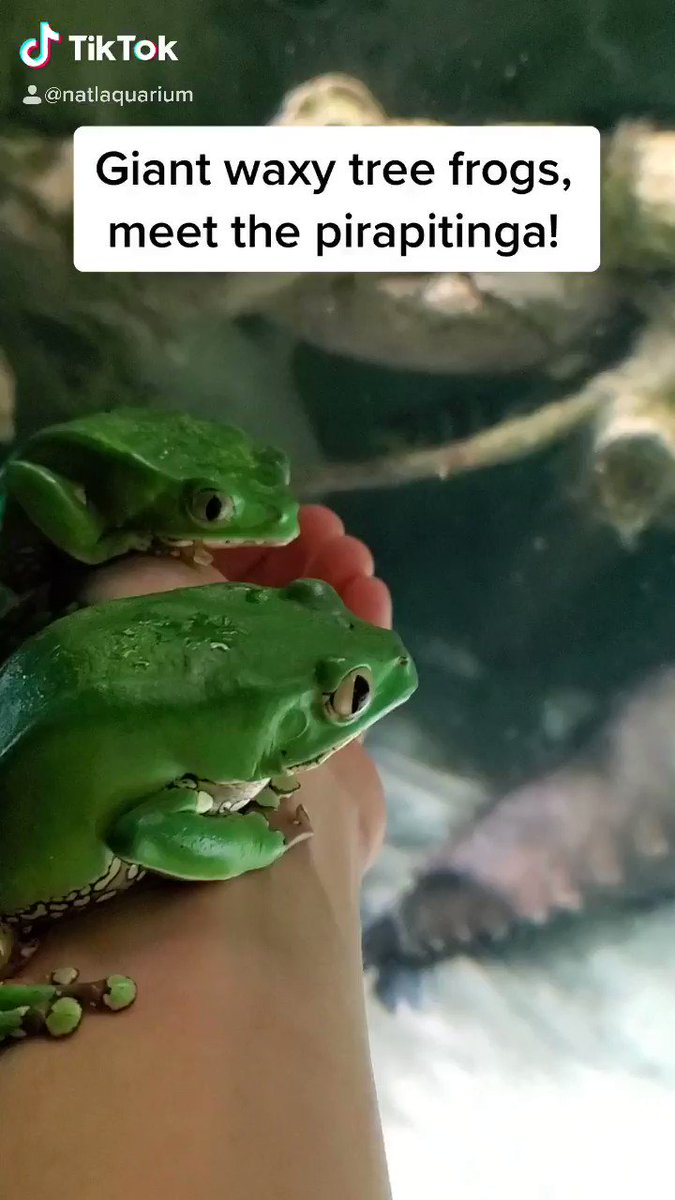 National Aquarium (@NatlAquarium) on Twitter photo 27/03/2020 20:13:28 Here’s some good news to end your week on ... we’re on TikTok! Follow us here: >> bit.ly/2JgXCC2 Here’s some good news to end your week on ... we’re on TikTok! Follow us here: >> bit.ly/2JgXCC2