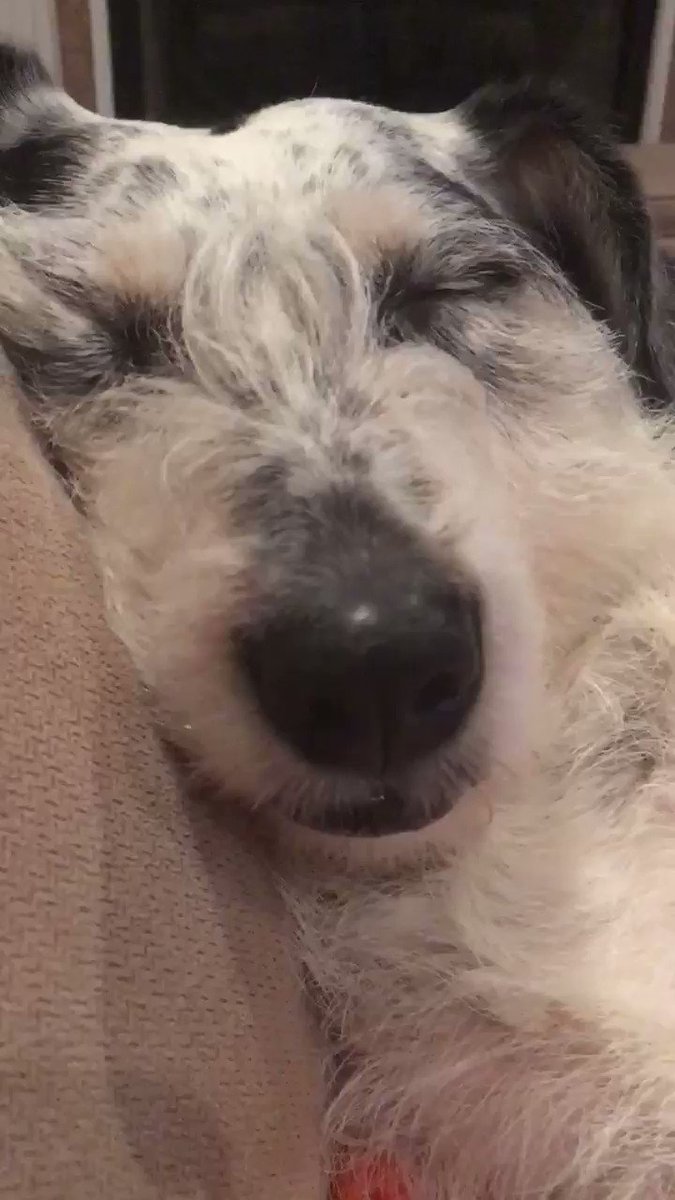 의 미디어: RT @Penny_Lane_Pup: 🔊VOLUME UP🔊
Have you ever heard such a beautiful sound?!?!
#DogsofTwittter 의 미디어: RT @Penny_Lane_Pup: 🔊VOLUME UP🔊
Have you ever heard such a beautiful sound?!?!
#DogsofTwittter