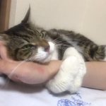 【不要不急な外出防止にぴったり】飼い主の腕を離さないモフ猫が可愛すぎる