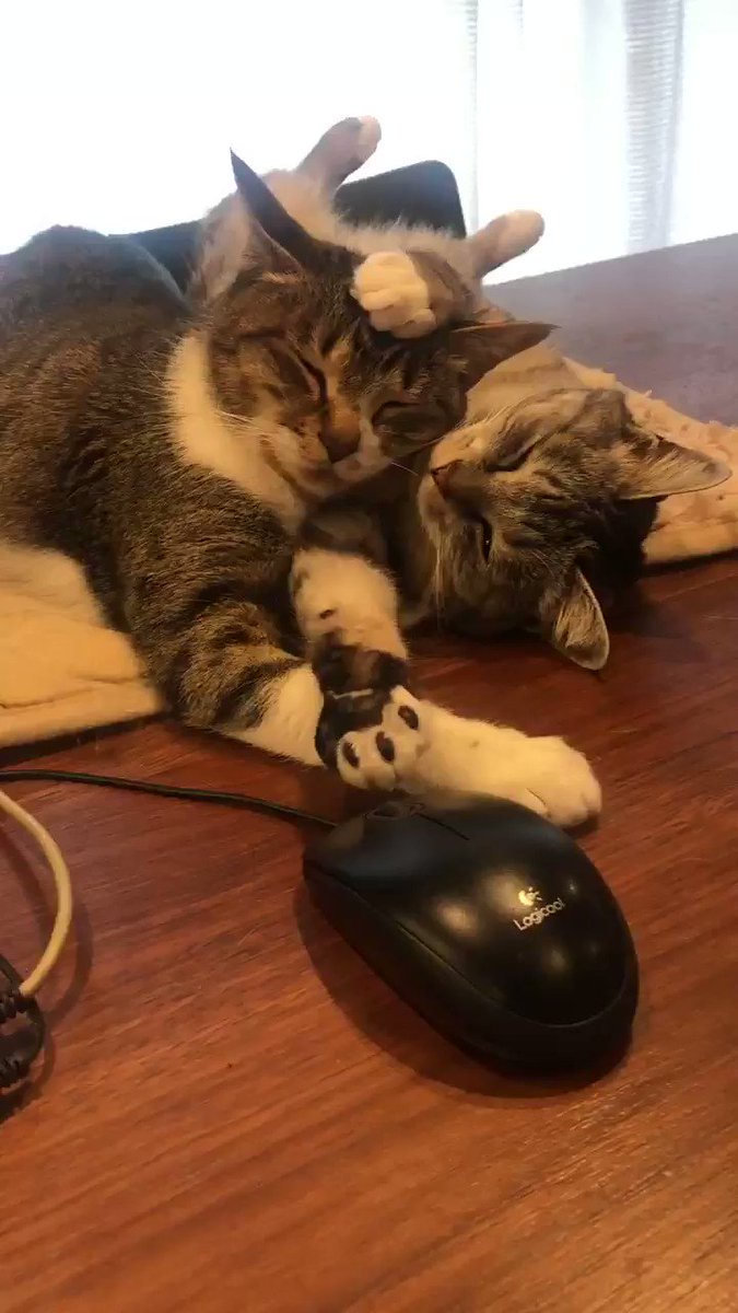 のんびり過ごすプロたち！！癒される猫の動画はこちらｗ現代人やいつも忙しい人は見てみて！！
