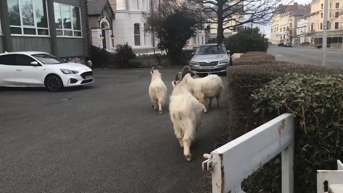 Вбудоване відео