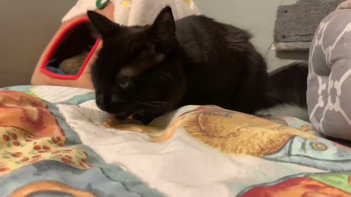 's Media: RT @MtlARN: Wanna see a kitten have catnip for maybe the first time? 🌾😸 https://t.co/ODgE9EzF9x 's Media: RT @MtlARN: Wanna see a kitten have catnip for maybe the first time? 🌾😸 https://t.co/ODgE9EzF9x