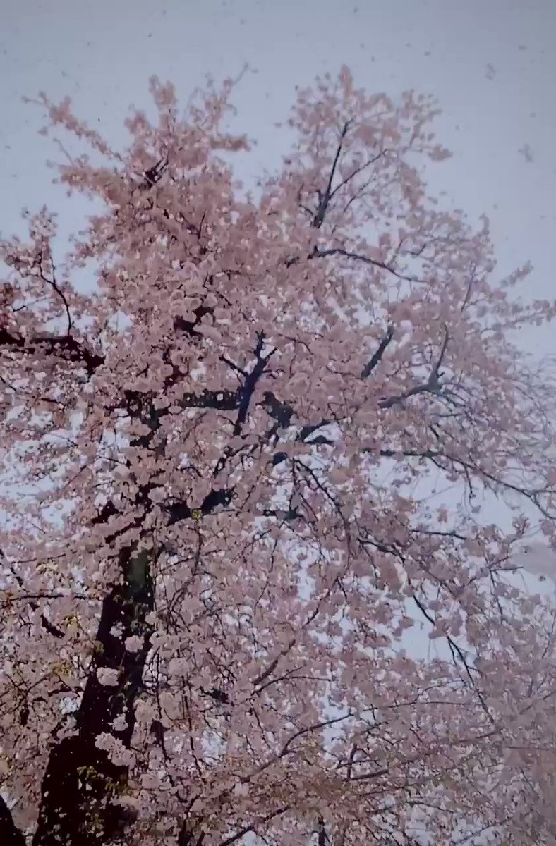 【雪が花びらのよう】満開の桜に降り注ぐ、大粒の雪が美しい！