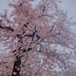 【雪が花びらのよう】満開の桜に降り注ぐ、大粒の雪が美しい!