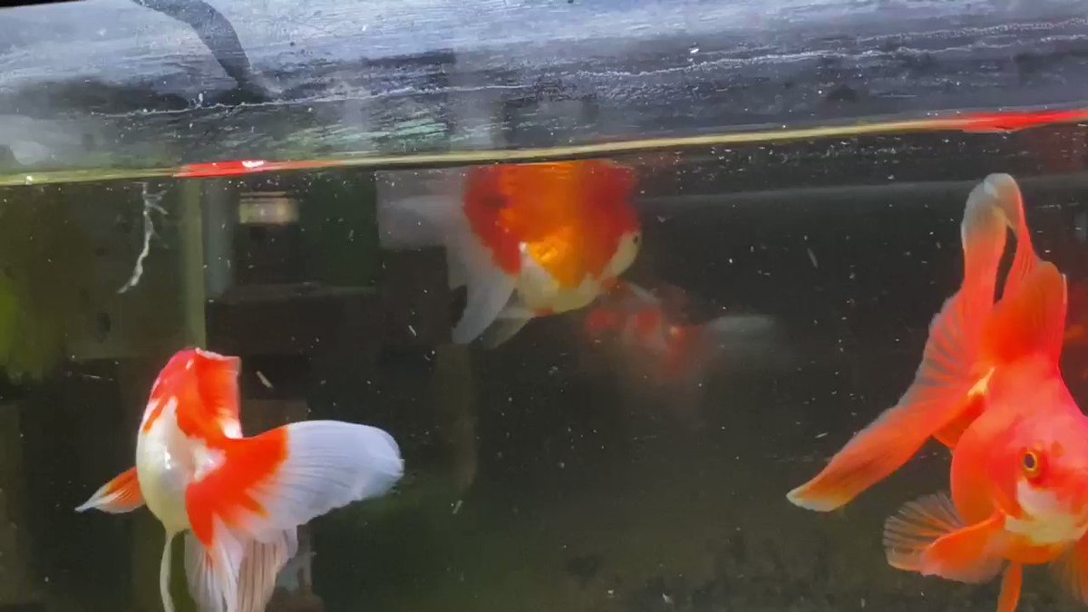 金魚の転覆病とは 治療方法を解説 逆さまになる 浮く 沈む病気 きんぎょりうむ 金魚の転覆病とは 治療方法を解説 逆さまになる 浮く 沈む病気 きんぎょりうむ