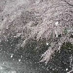 スローモーションで見る雪と桜の共演が幻想的