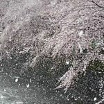 ハワイの雪 情報番組でも出てた動画 本当にハワイなの 話題の画像プラス ハワイの雪 情報番組でも出てた動画 本当にハワイなの 話題の画像プラス