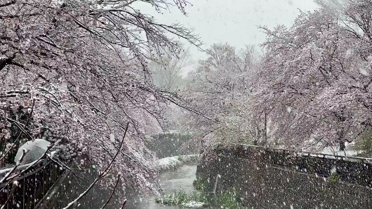 満開の桜の花に雪が積もる、幻想的で美しい風景が各地で見られる 満開の桜の花に雪が積もる、幻想的で美しい風景が各地で見られる