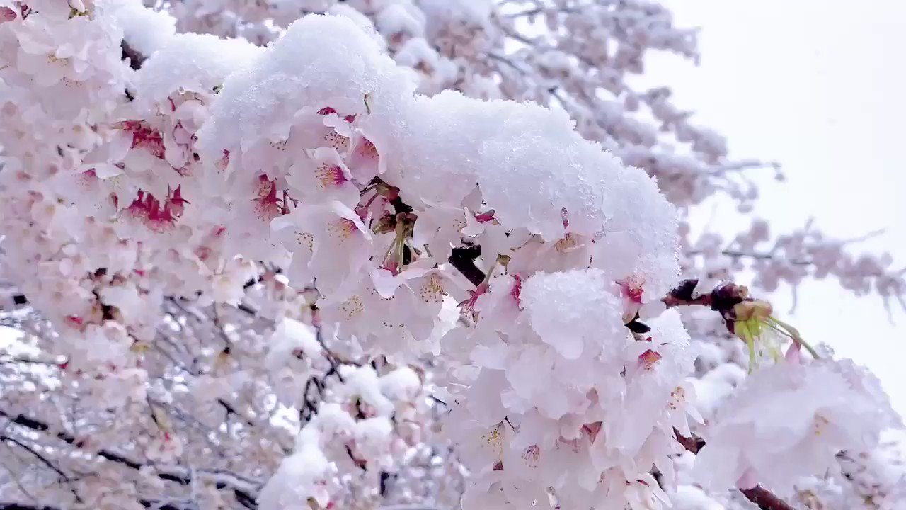 季節外れの雪と満開の桜が美しいコラボレーション❄️🌸 / X 季節外れの雪と満開の桜が美しいコラボレーション❄️🌸 / X