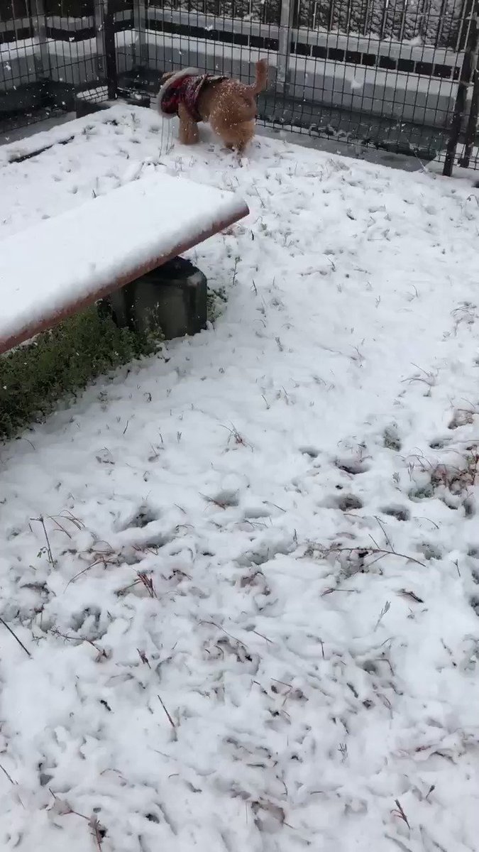 's Media: 雪降ってる❄️❄️❄️リヨン🧸がお散歩行こうって言ってきたから屋上のドッグランで遊んできた。リヨン🧸楽しそう⛄️
#トイプードル
#雪
#犬のいる生活
#犬大好き
#ilovemydog 's Media: 雪降ってる❄️❄️❄️リヨン🧸がお散歩行こうって言ってきたから屋上のドッグランで遊んできた。リヨン🧸楽しそう⛄️
#トイプードル
#雪
#犬のいる生活
#犬大好き
#ilovemydog