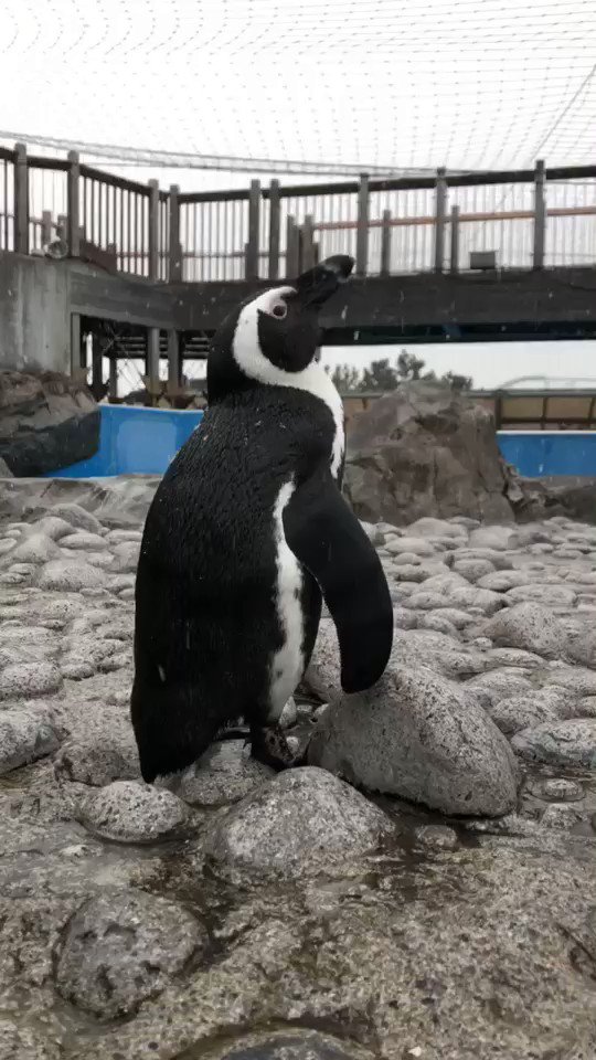 横浜・八景島シーパラダイスは臨時休園中ですが、休園中も「Twitterで楽しむ水族館」をお届けしていきます😊💗
雪だ、雪だーーー☃️🌨❄️‼︎
#シーパラ #八景島 #Twitterで楽しむ水族館 #ふれあいラグーン #ペンギン #雪