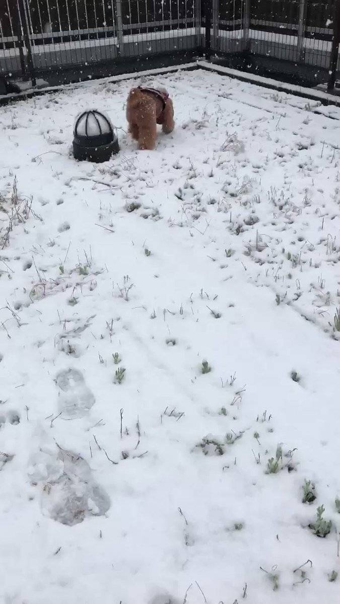 's Media: Happy Sunday walking in fresh snow❄️❄️❄️
stay safe.
#トイプードル
#ToyPoodle
#snow
#犬のいる暮らし
#犬大好き
#il 's Media: Happy Sunday walking in fresh snow❄️❄️❄️
stay safe.
#トイプードル
#ToyPoodle
#snow
#犬のいる暮らし
#犬大好き
#il