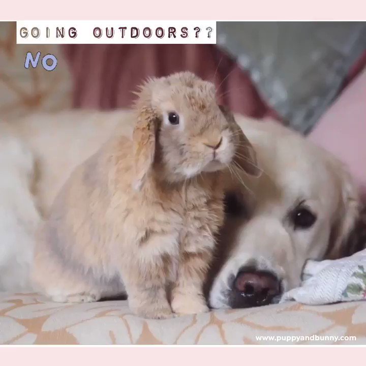 Can Bunnies Go Outside Like Dogs