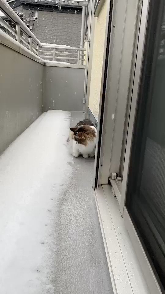 雪を食べて頭キーンなっちゃってる猫さん
https://t.co/pZs0nhtpKQ