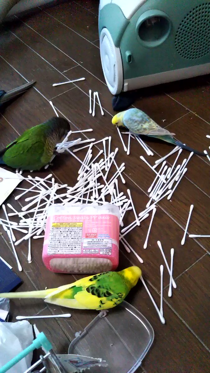 ギャｧｧｧーー！目を離した隙に綿棒が大変なことに... 犯人は誰?？
