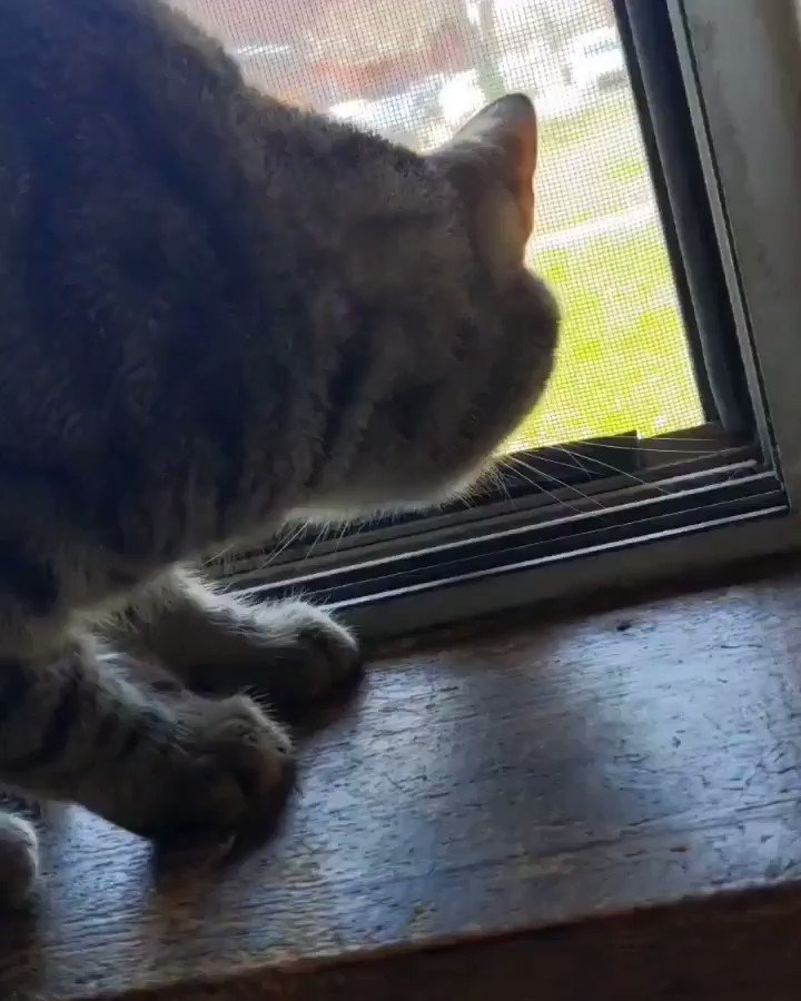 Just a crazy kitty chattering at the birds #birds #kitty #cat #BreakfastBirdwatch #CatsOfTwitter #CatsOfTheQuarantine