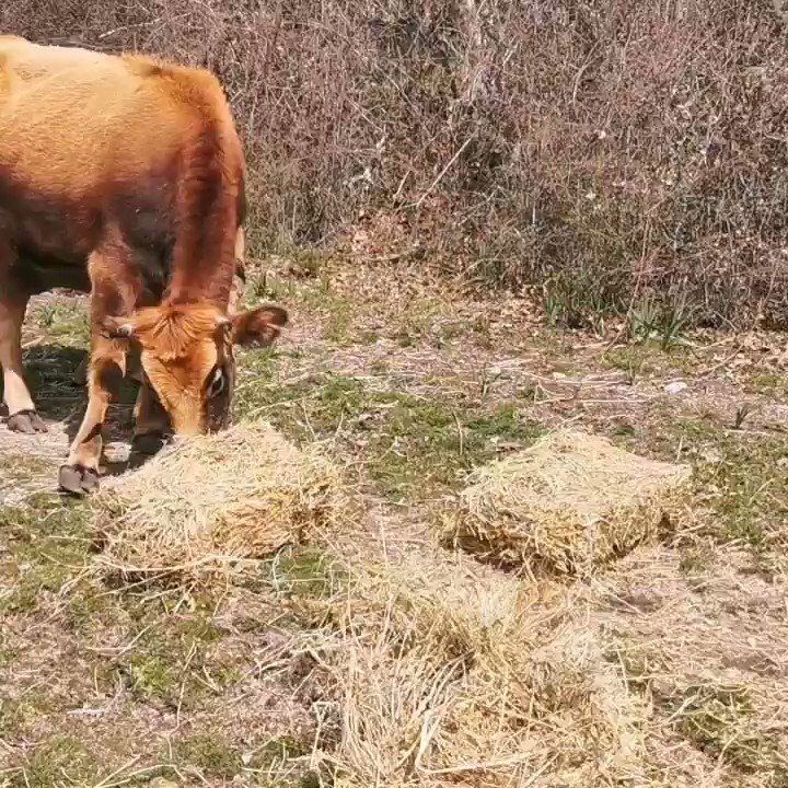 Le veau né la semaine dernière en Corse pendant le confinement a été baptisé Speranza. Son propriétaire l'assure, il ne sera pas abattu !
https://t.co/qwyEUVZc05 https://t.co/DWLZqZJPGN