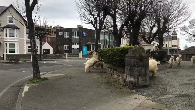 Вбудоване відео