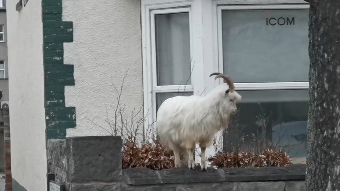 Вбудоване відео