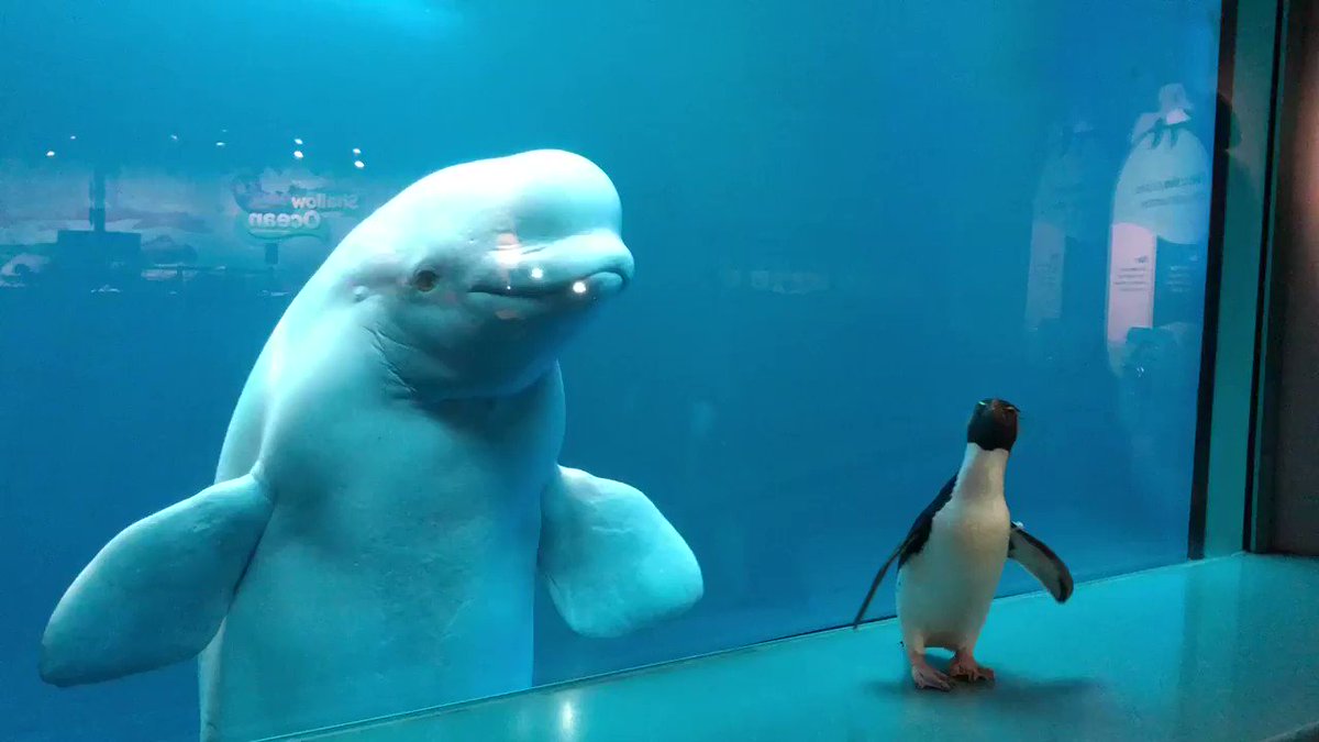 Shedd Aquarium mourns loss of oldest beluga whale 'Mauyak