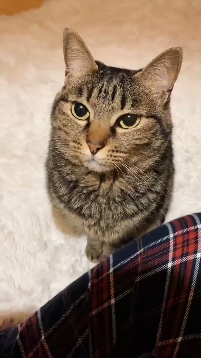 「なでなでしてー」と眠そうにしながらもすりよってくるねこが可愛い！
