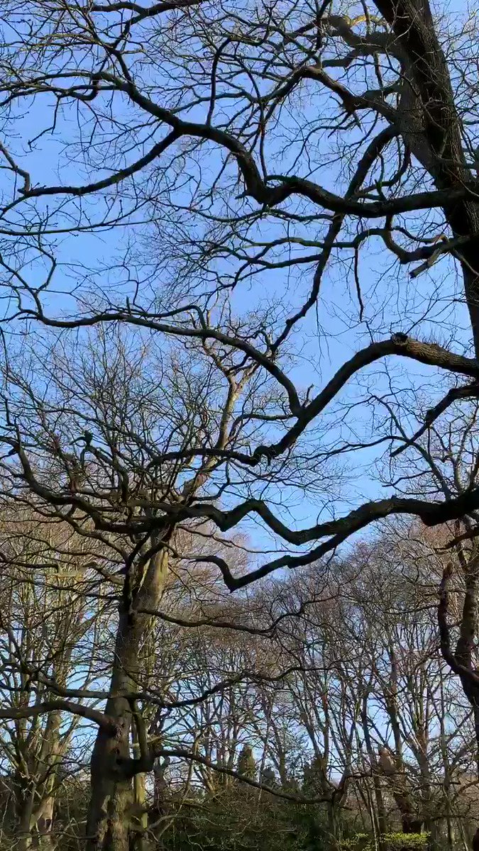 Woodpecker alert on this one