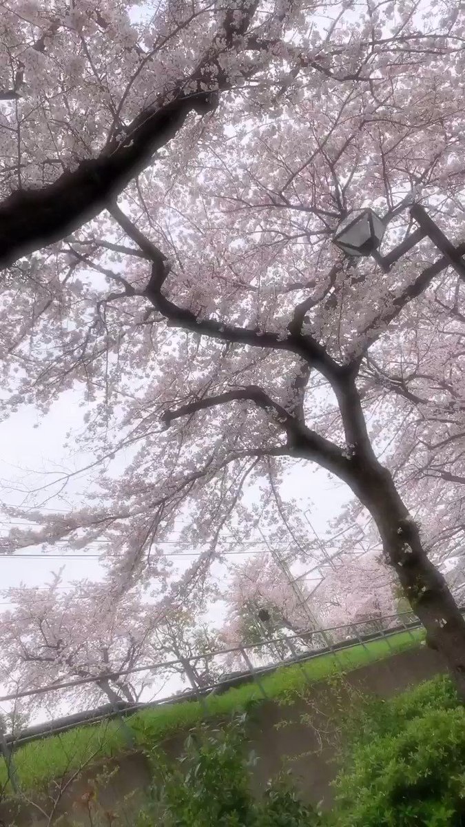 おはよう~も~にんぐ😊
昨日
仕事の帰り道…
普段は電車移動ですが
神田川沿いを歩いていたら桜並木にレインボーカラーの電車が通過!風とともに…
心がフワッとなんとも言えないhappyな気持ちになりました🌈
#ohayomorning
#春
#桜