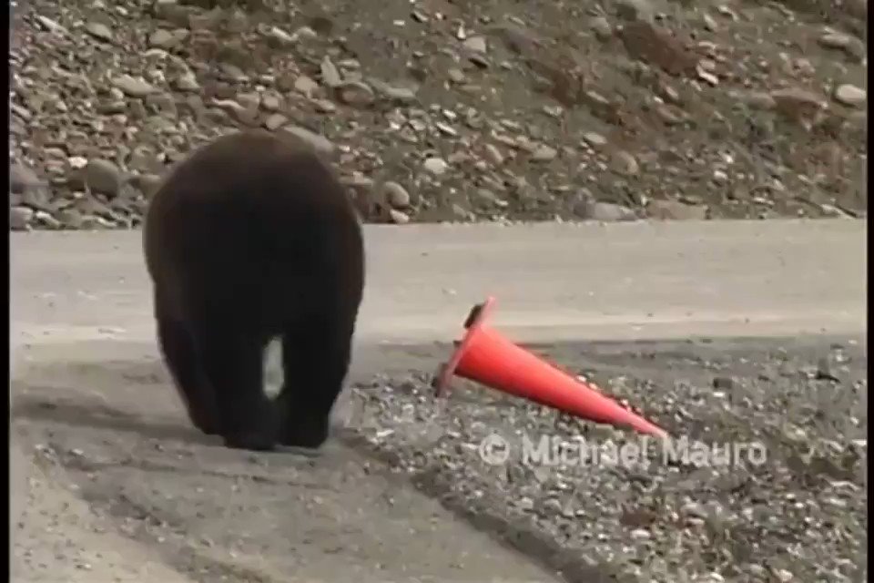 Bryan Leblanc (@bryan_leblanc) on Twitter photo 2020-04-01 15:31:57 This is just a bear... being a good citizen. This is just a bear... being a good citizen.