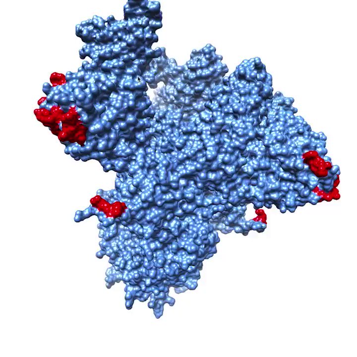 Lex Fridman on X: Visualized here is one of the key proteins in COVID-19,  showing possible functional similarities (blue) & differences (red) versus  SARS coronavirus. Data from WPI:  I'm so happy