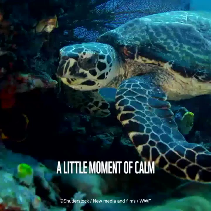 WWF (@WWF) on Twitter photo 2020-04-01 10:07:05 Bringing some nature to your newsfeed! Here’s a video of a green turtle swimming at home🐢🌊 Love our natural world and want to see it thrive? Add your voice for the planet today: explore.panda.org/voice Bringing some nature to your newsfeed! Here’s a video of a green turtle swimming at home🐢🌊 Love our natural world and want to see it thrive? Add your voice for the planet today: explore.panda.org/voice