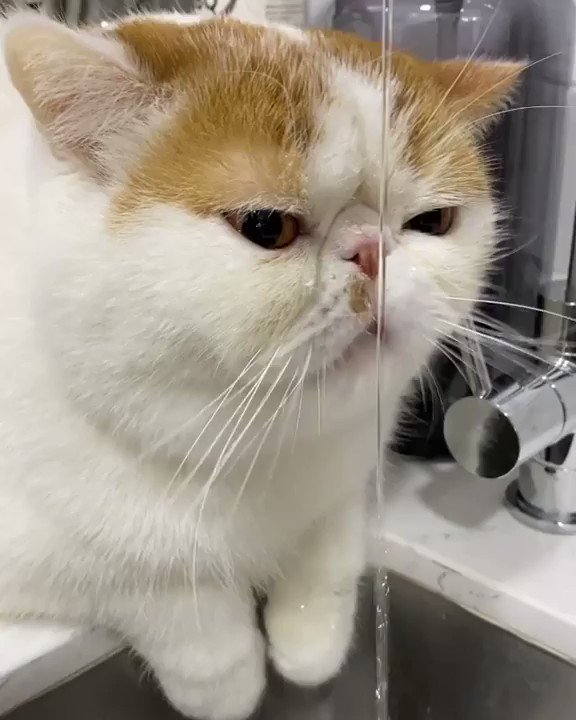 From exotic_jubeefamily: When the water in the bowl is not fresh enough #meowed #meowedofficial #TheMeowedClub