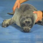 鳥羽水族館のプール大好きなアザラシの赤ちゃん♡飼育員さんとの攻防がかわいすぎる!