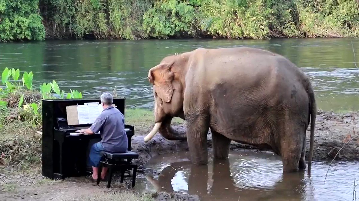 The purest thing you'll see today - classical pianist Paul Barton playing the piano for rescue elephant Mongkol in Thailand: https://youtu.be/q1lIEmneQQc