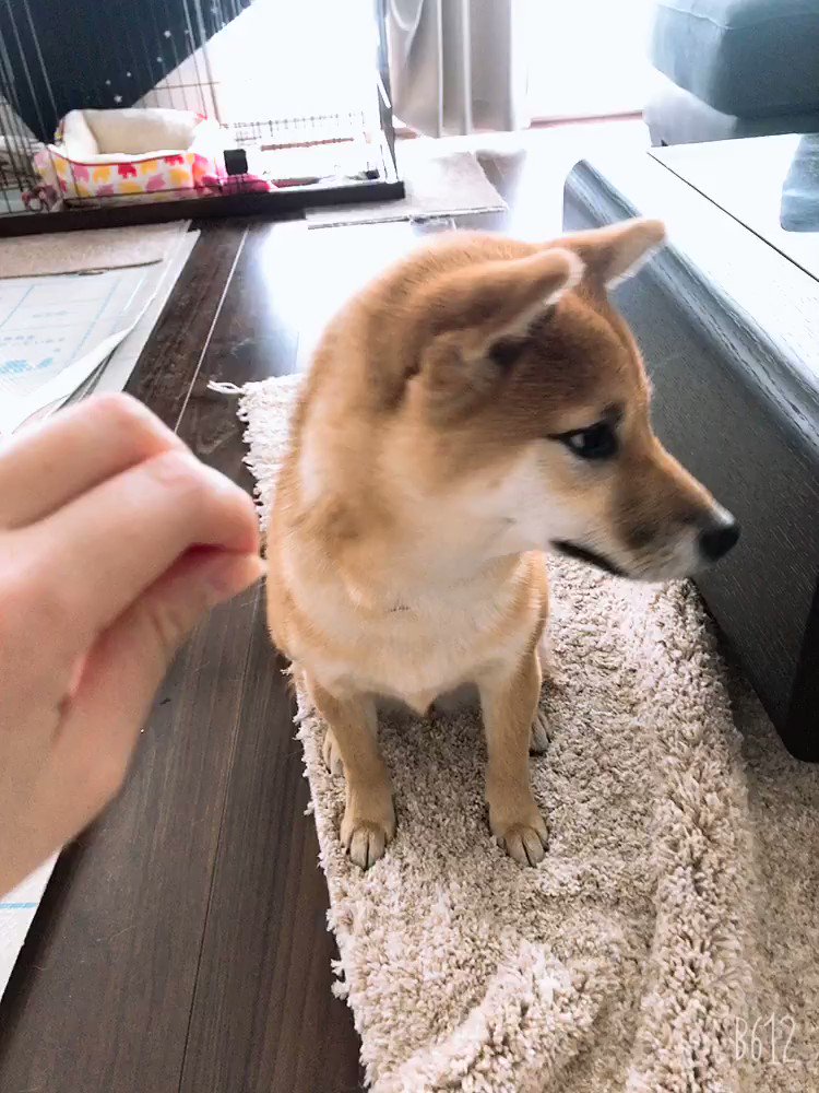 赤柴いち いちちゃん ヒゲ抜けてる 初ヒゲ 硬い ヒゲ硬い 見て ねぇいちちゃん ほら いちちゃんのヒゲだよ 見てごらん ほらほら すごいね ねぇ いちちゃん