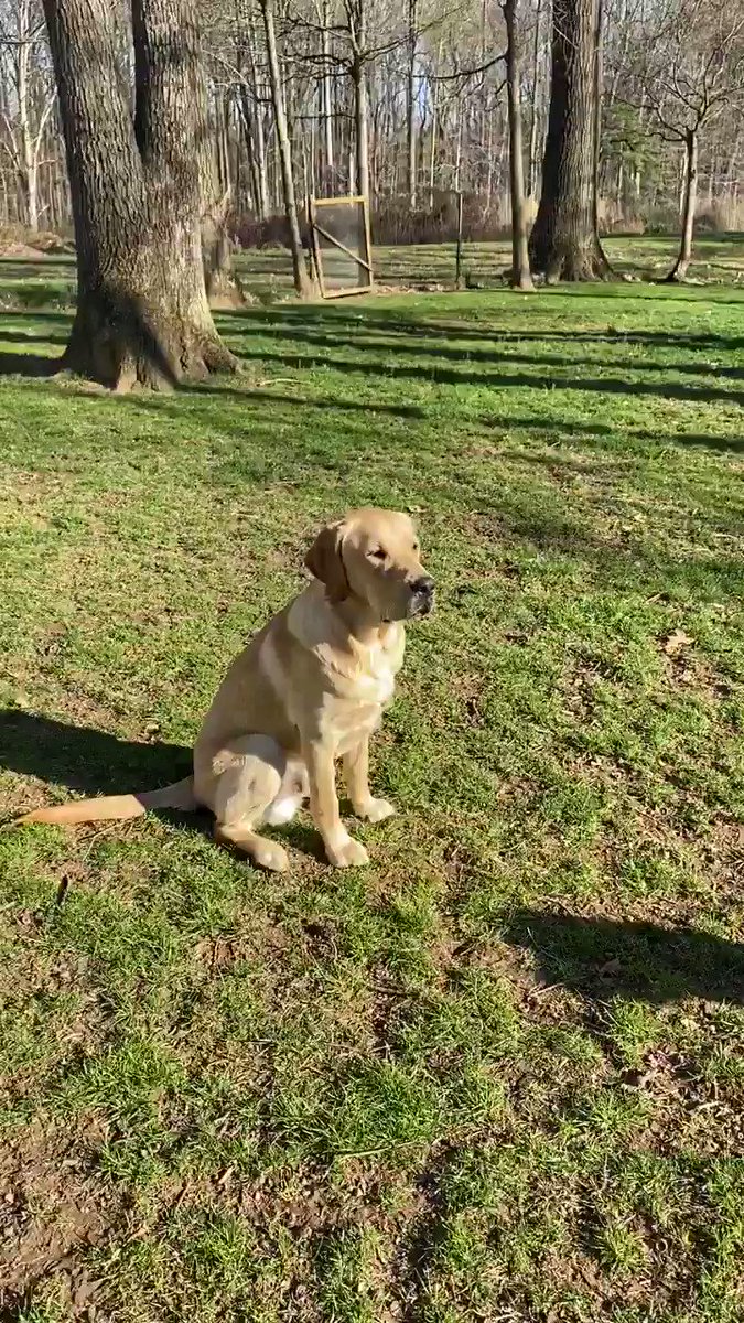 Captain (@CapsPup) on Twitter photo 03/04/2020 00:31:33 d o g d i s t a n c i n g d o g d i s t a n c i n g