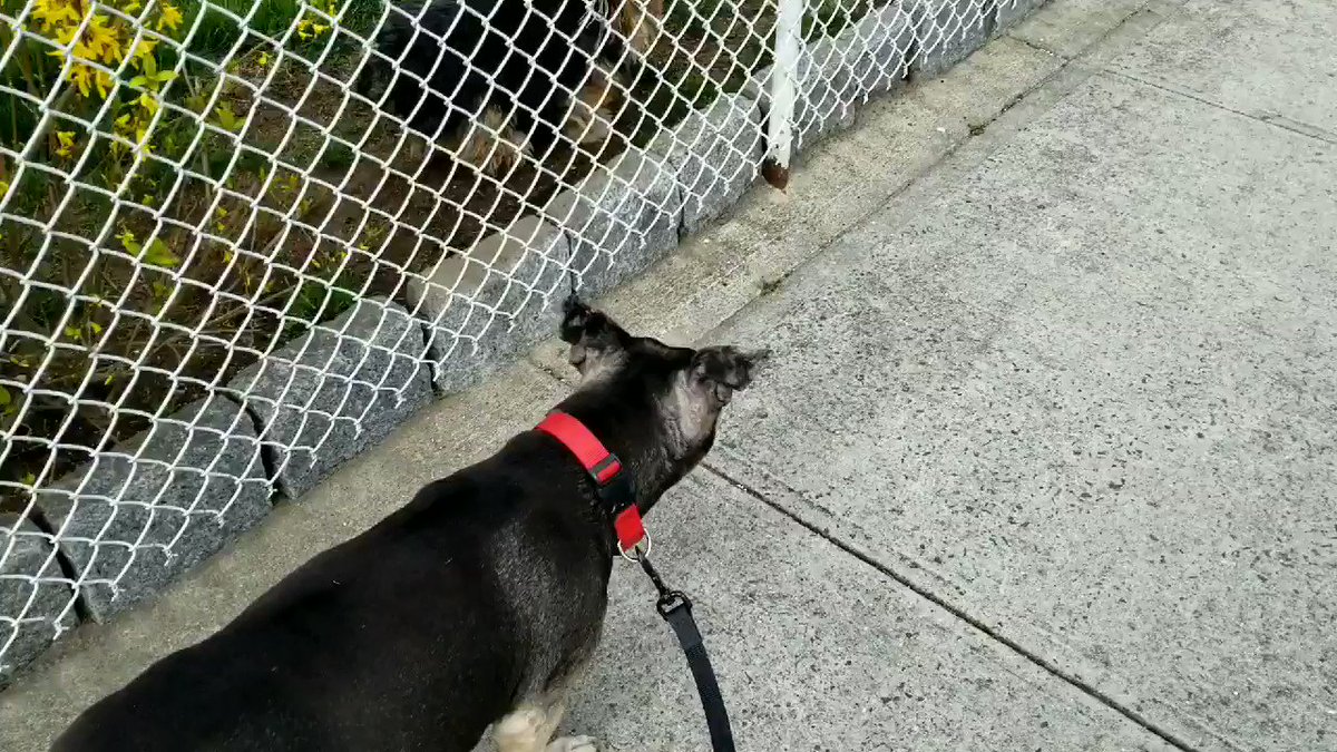 Macie Jay on Twitter "My dog really out here teaching me how to deal