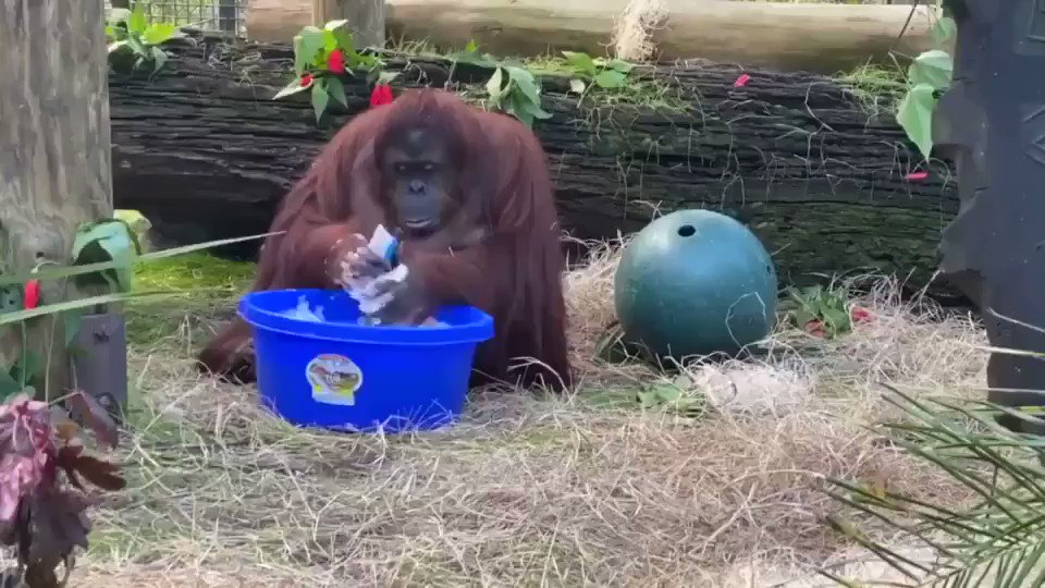 オラウータンもしっかり手を洗います！！人間もしっかり手を洗いましょう！！
