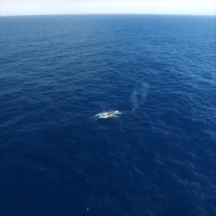 Sea Shepherd Aust. (@SeaShepherd_Aus) on Twitter photo 2020-04-03 03:18:45 Here’s a view to keep you inspired. This blue #whale mother and her calf were spotted during our campaign #OpDriftnet in 2016. 💙🐋 Here’s a view to keep you inspired. This blue #whale mother and her calf were spotted during our campaign #OpDriftnet in 2016. 💙🐋
