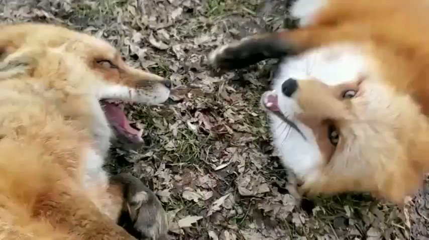 ヤギの人 くすぐったいキツネ2匹 Just Two Ticklish Foxes T Co X4qkoigwuv キツネってこんな声で笑うんだ 野生に帰れなくなったキツネを保護するsave A Fox サイトには可愛いキツネがたくさん 活動へ寄付も出来る 他の動画はyou Tubeで