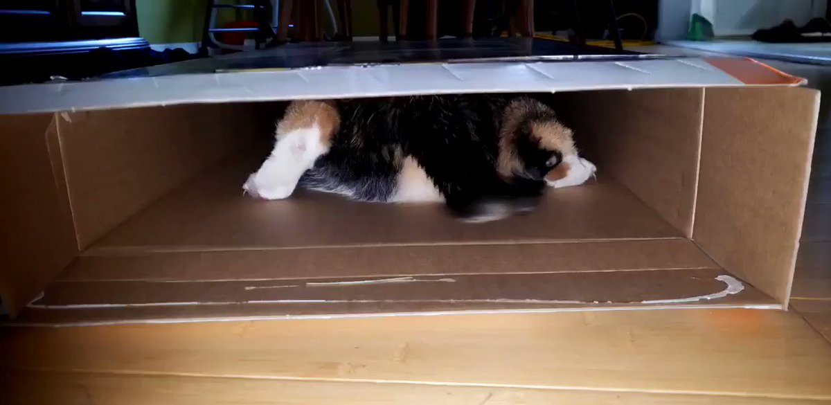Cat bum in a box... Meowzer is much too big for this box but she needed to prove herself wrong 😹 #CatsOfTwitter #cat #catbum #tailaction #catinabox #CuteAnimals #pets