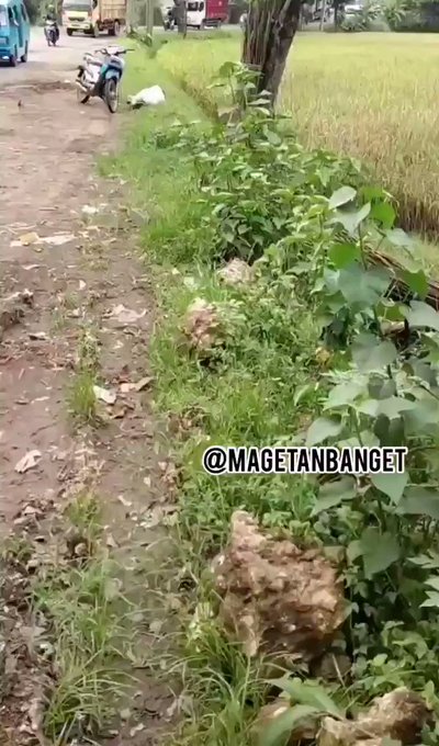 Embedded video