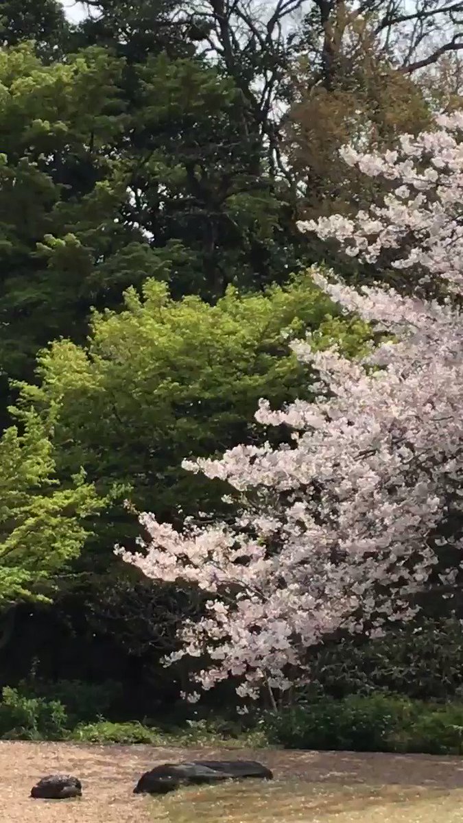 Wishing all my friends well.
Take a deep breath. Relax. Enjoy cherry blossoms today at @I_House_Japan
桜を眺めていると、我を忘れて、心が安らぎます。 https://t.co/scZ25gosn5