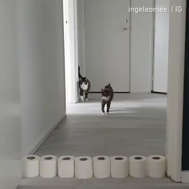 🔊From @ingeleoniee: When I have too much free time during self quarantine #meowed #meowedofficial #TheMeowedClub #ToiletRollChallenge #ToiletPaperChallenge
